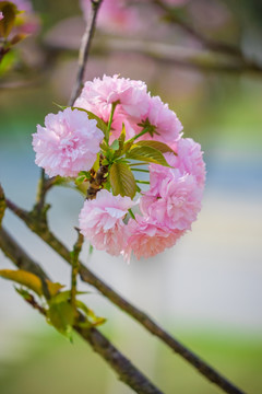 日本樱花