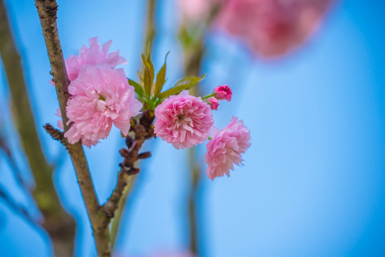 日本樱花