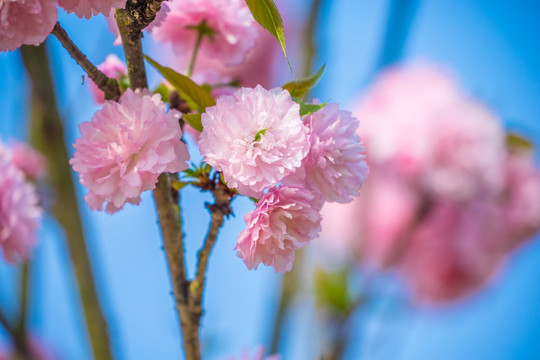 日本樱花