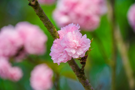 日本樱花