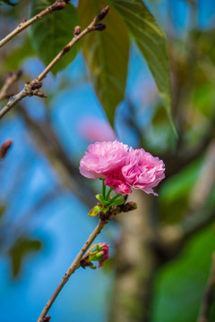 日本樱花