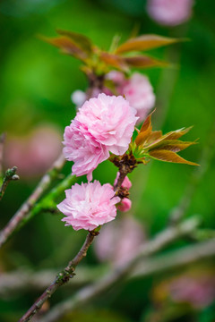 日本樱花