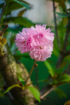 樱花 雏菊樱