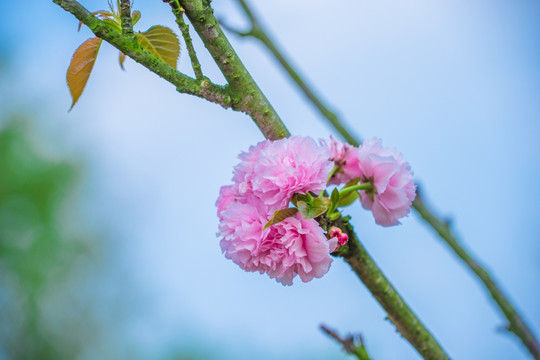 樱花 雏菊樱