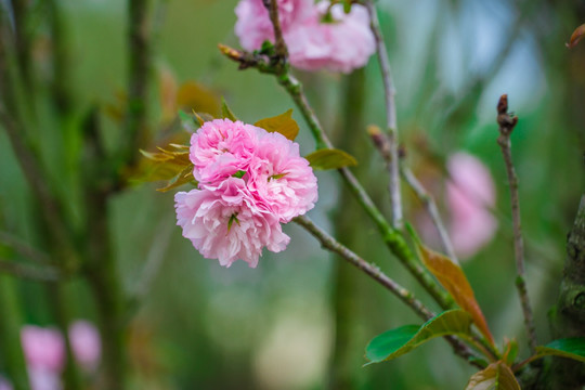 樱花 雏菊樱