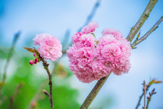 樱花 雏菊樱