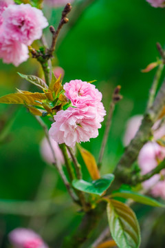 樱花 雏菊樱