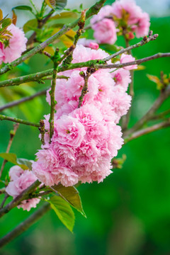 樱花 雏菊樱