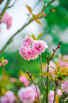 樱花 雏菊樱