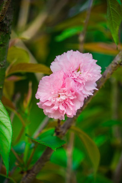 樱花 雏菊樱