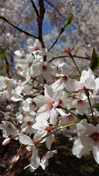 樱花特写