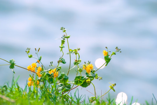 野菊花