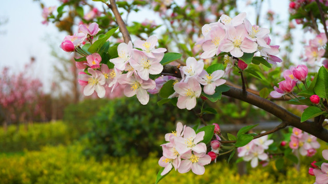 桃花