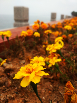 鲜花花海