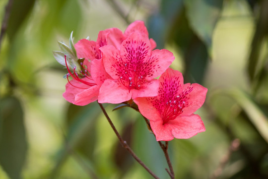 杜鹃花 映山红 特写