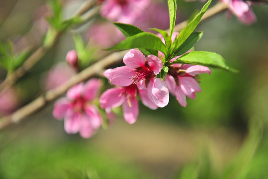 桃花