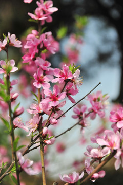 桃花盛开