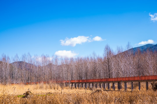 泸沽湖树林栈道