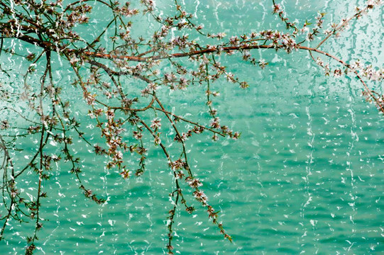 雨润桃枝俏