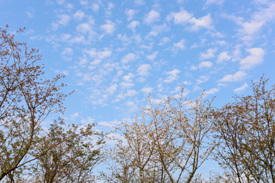 蓝天与花树