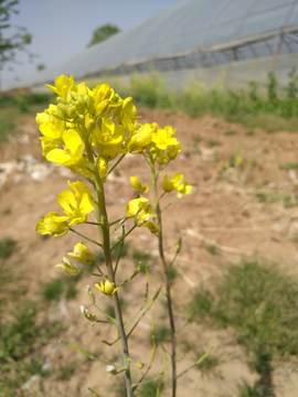 油菜花