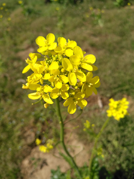 油菜花