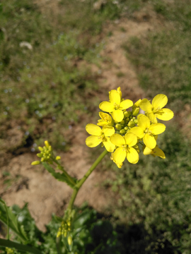 油菜花