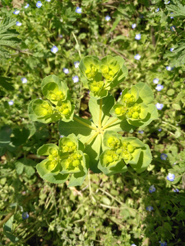 野草