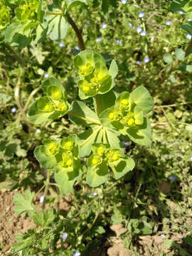 野草