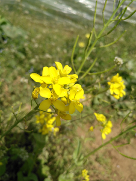 油菜花