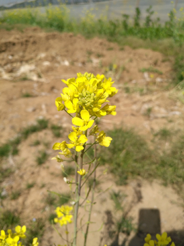 油菜花