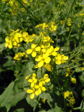 油菜花