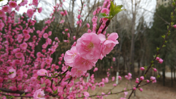 野桃花