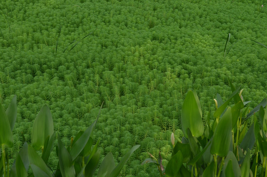 青水草