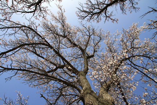 野杏树