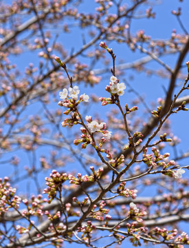 樱花