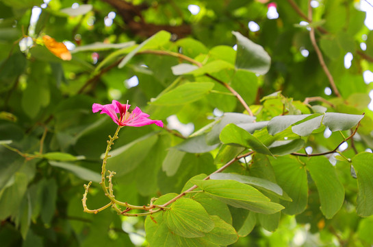 紫荆花