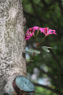 紫荆花