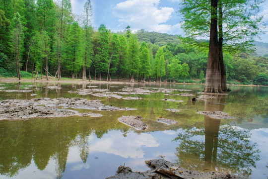 油画春天水杉