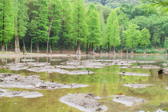 意境春天水杉油画