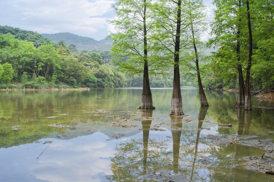 意境春天水杉油画