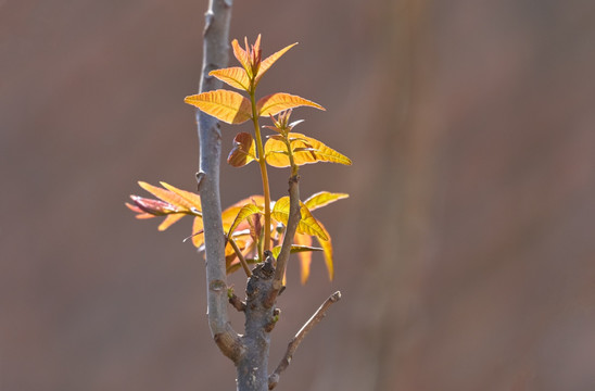 香椿 香椿树 香椿芽