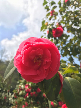 山茶花