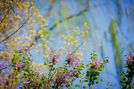 丁香花