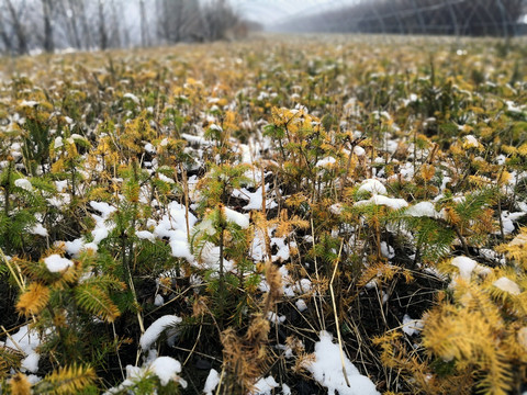 露天覆雪下松树苗