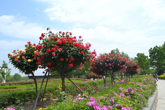 繁花锦绣