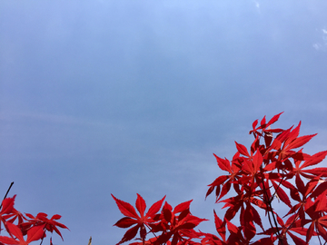 枫叶蓝天背景