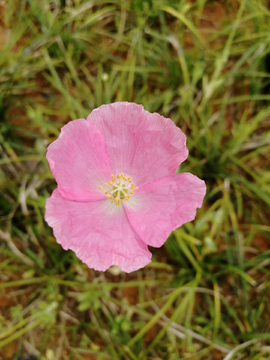 野花