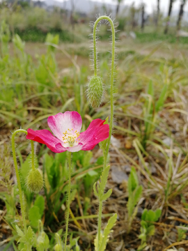 野花