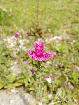 野草